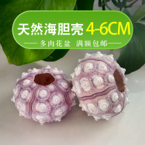 Natural Sea Urchins Shell Empo family light Fire sea urchins Multi-meat flowerpots Mediterranean Style Decorations Shells Sea Snail