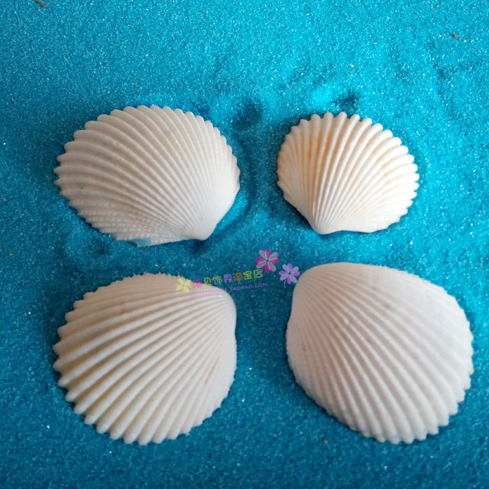 Natural conch fish tank landscaping Lion shell small white shell diy material Wedding supplies Wall sticker floor decoration