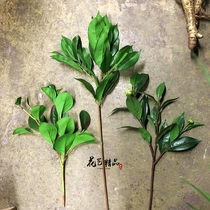 Simulation of bay leaf magnolia leaf magnolia leaf Golden Orange Leaf single green leaf Japanese multi-petal leaf hand touch glue flower arrangement leaf