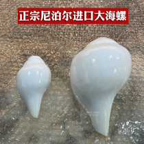 Imported from Nepal the natural white conch right-hand Tibetan Tantric musical instrument can be used as a Buddhist temple offering ornament.