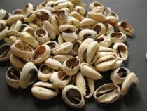 In the Shang and Zhou dynasties the pre-Qin natural shell coins natural sea shell coins original currency (single price randomly issued)