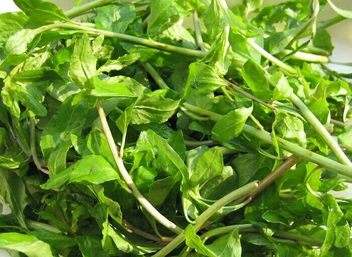 野菜枸杞头新鲜枸杞芽嫩尖枸杞芽枸芽子狗丁芽甜菜头500g