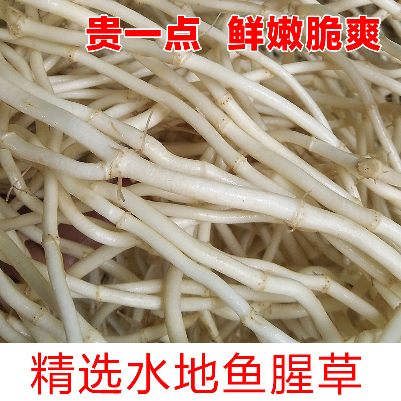 Cordate Houti Fresh Now Dig Origami Root Lateral Ear Root Tea Wild Fish Stargrass Specials Produce Fresh Vegetables Cold Dish