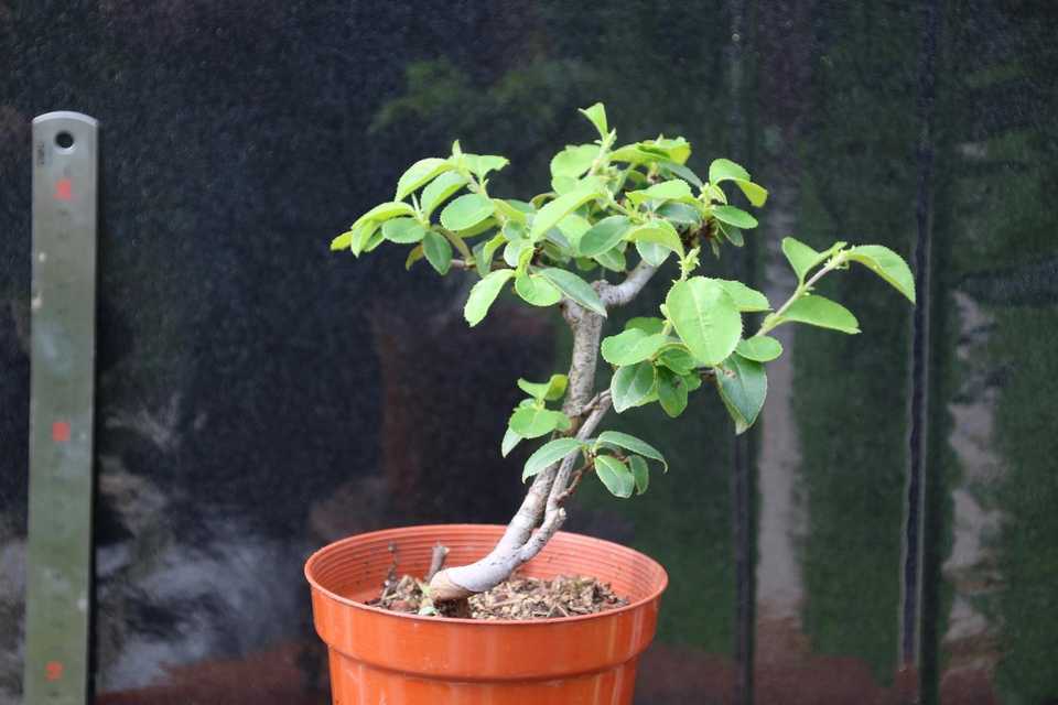 長春園 花梨木瓜豆梨鈴梨姬蘋果日本花果盆景小品盆栽