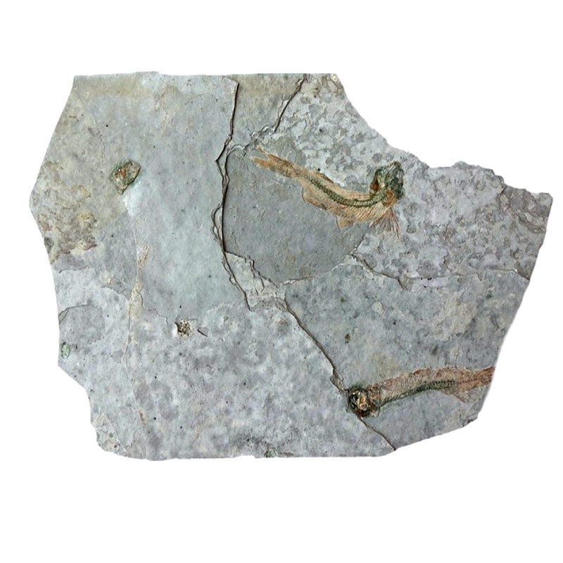 Natural Chite Sightseeing Stone Chamomile Spotted Spirix Trifoliage Liao Western Hard Plate Wolf Fin Fish Fossil original stone Label Bench 305