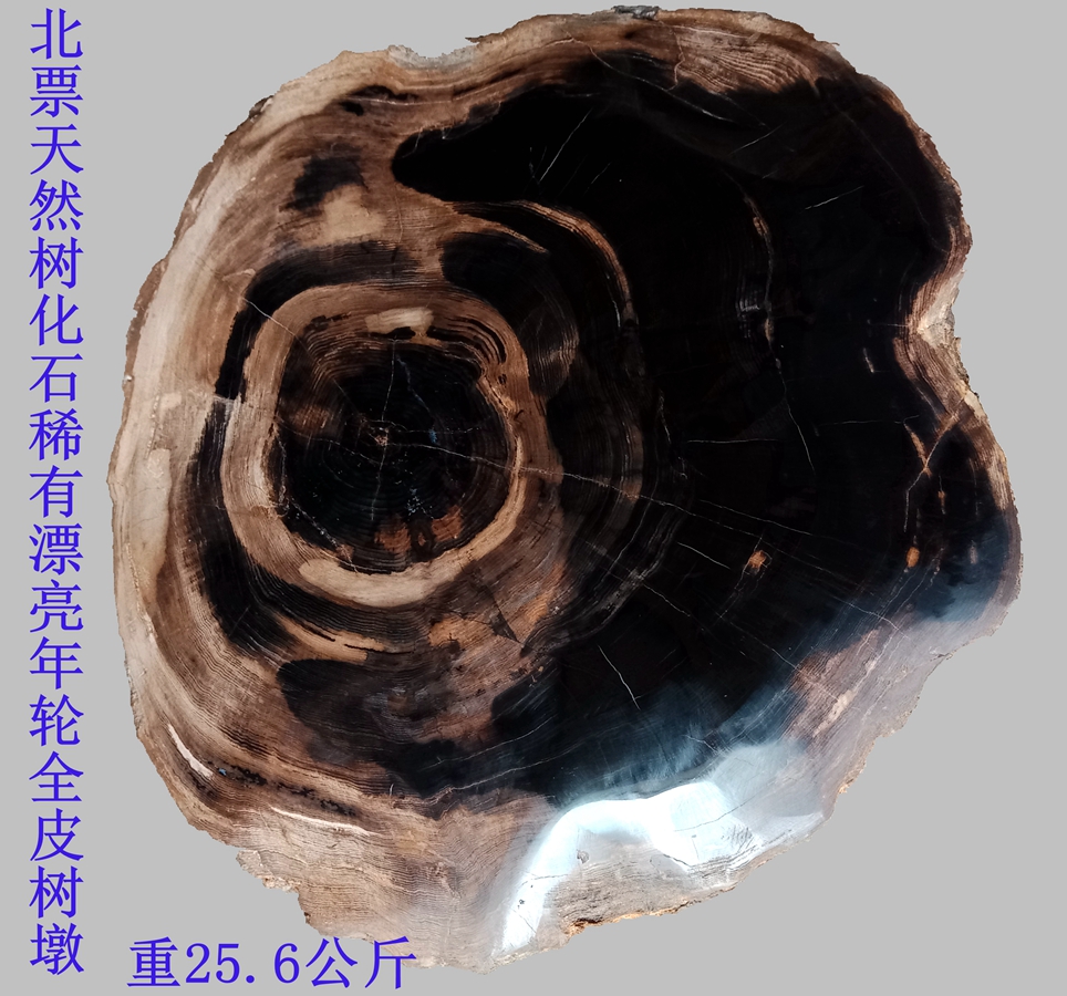 Qishi sightseeing stone Ammonite tree fossil Dendrite silicified wood Home decoration Beautiful ring boutique stump 9306