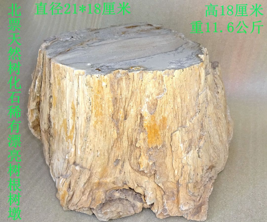 Beipiao natural stone sightseeing Petrified stone Tree jade tree fossil Rare beautiful root stump 769