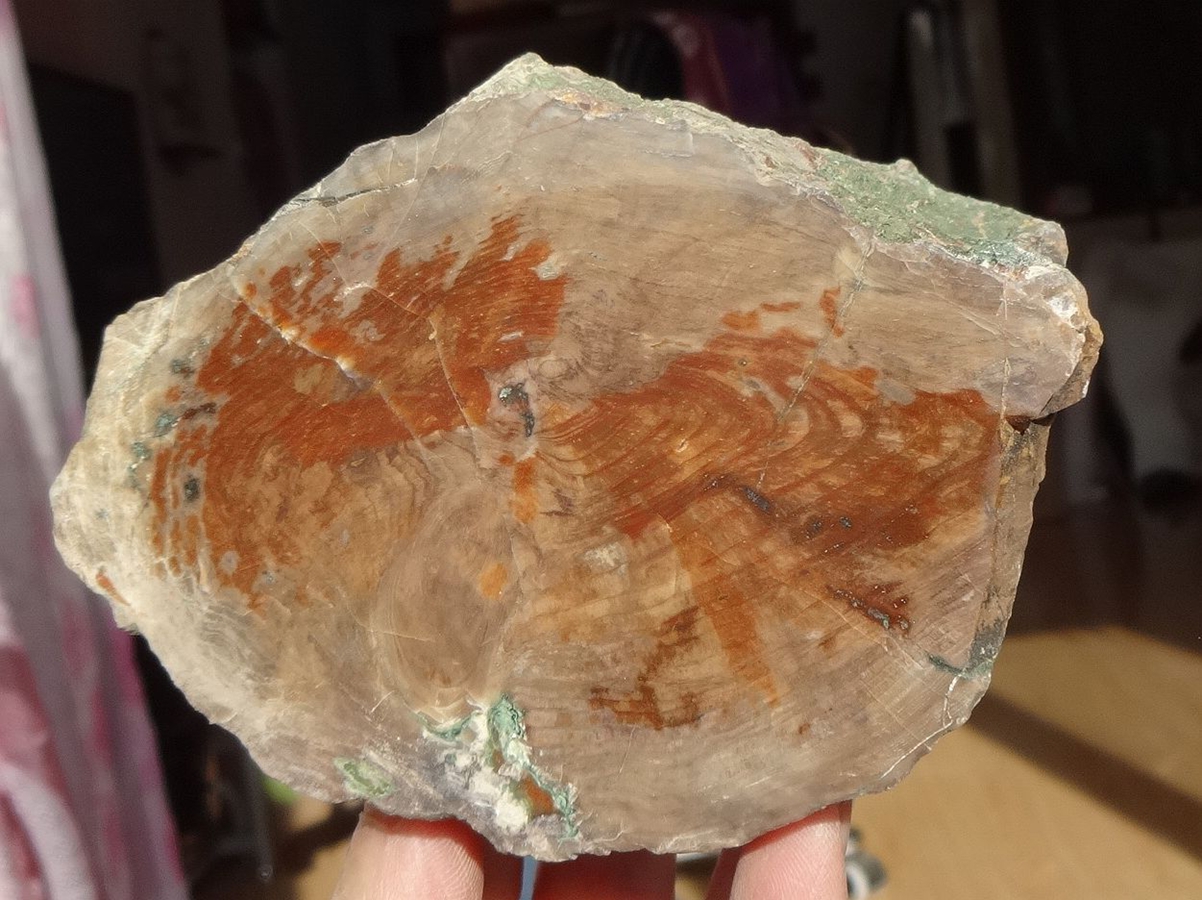 Liaoxi Natural Qizhu Tonghua Petro Tree Fossil Tree Tree Pier 9897