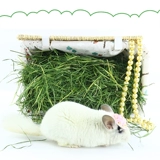 Бесплатная доставка 23 года южного запеченного тимори трава дельфин кролик кролик голландский свиная триппот Totoro высушенные Murlite 1 кг