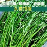 Бесплатная доставка Gansu Beiti выпекать Timori Grass Sturgeon Totoro Totoro Bunny Bunny Rabbit Голландская свинья, федерация мыши доляции