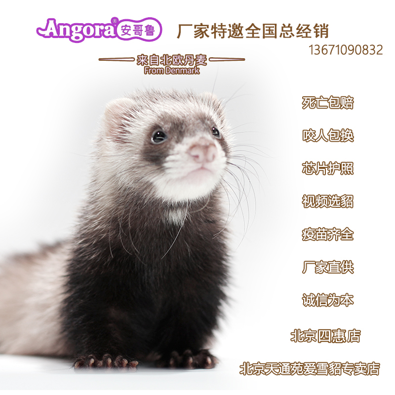 Manufacturers direct supply Angolu pet ferrets Angolu Meng pet Mink Bao pups cute living objects good to raise rare