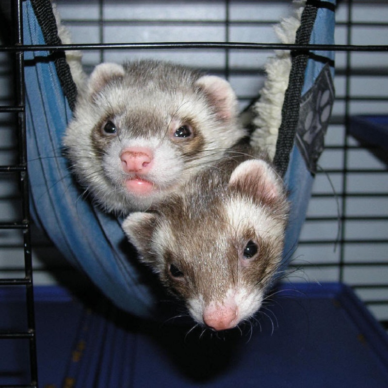 Beijing pet ferret daily Spring Festival holiday foster care service out of travel pet storage care feeding
