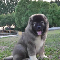 Pure breed giant Caucasian young dog Twin Lineage stage Bear version Russian Caucasian Dog Living Home Dog Sale