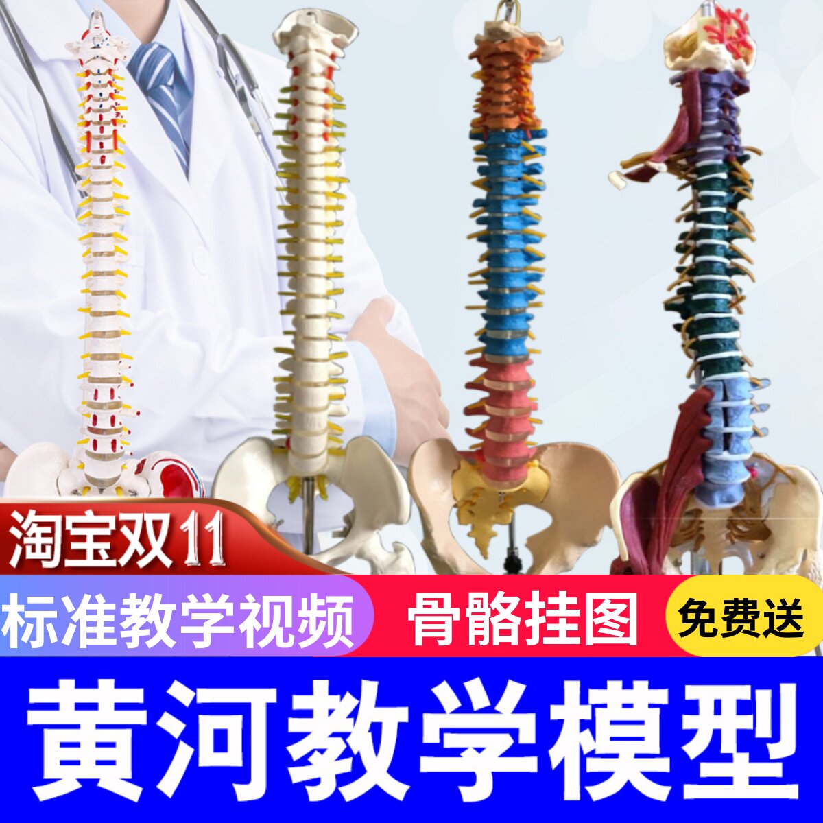 人体脊柱模型1:1成人正骨练习脊椎模型颈椎腰椎人体骨骼模型骨架