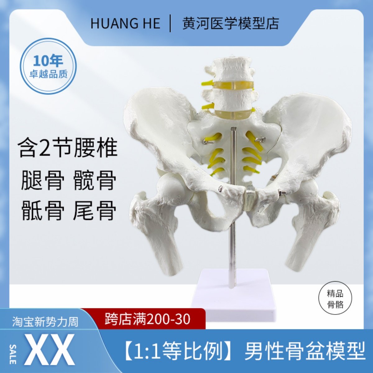 骨盆附腰椎与股骨头模型 二节腰椎带盆骨股骨模型 脊椎带骨盆模型