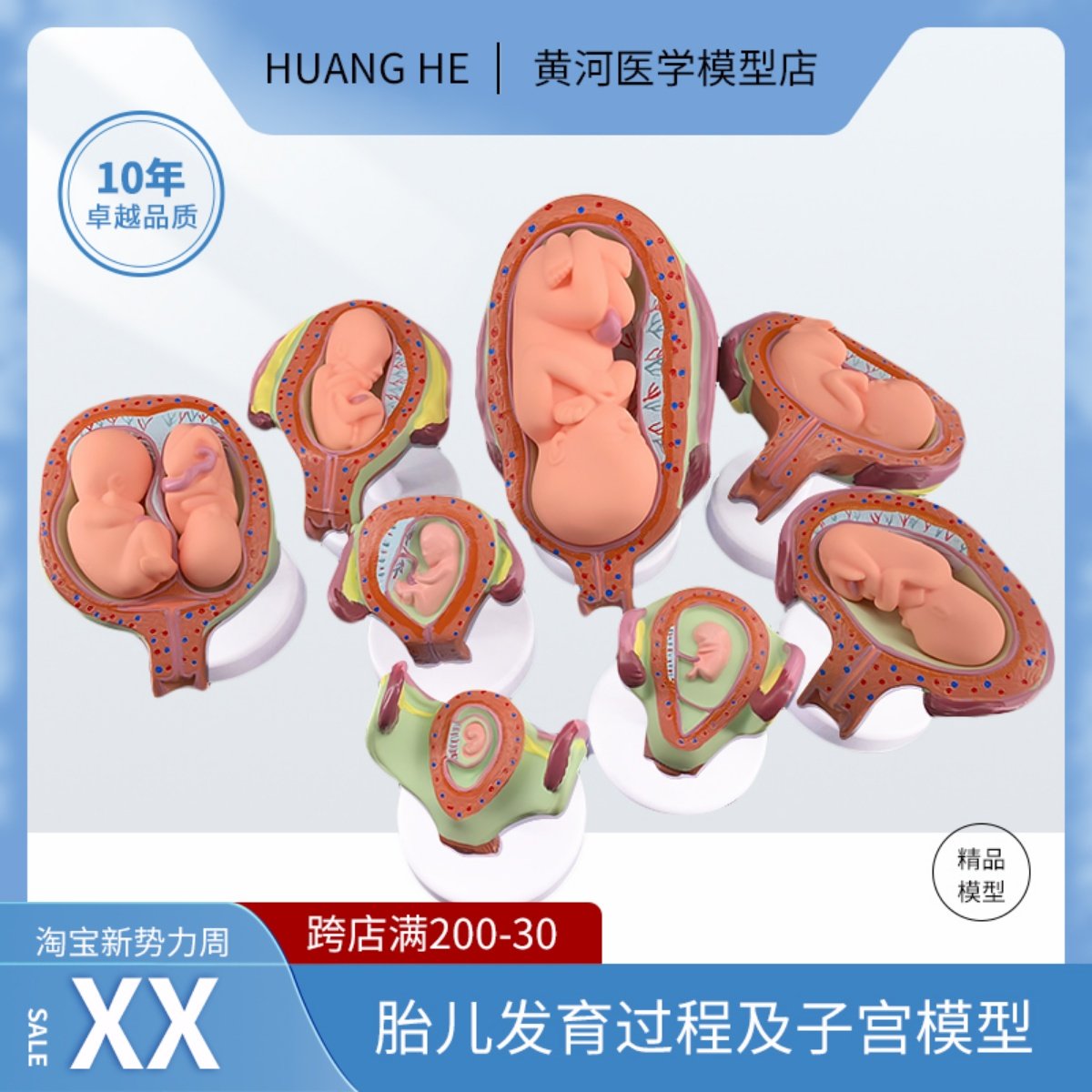 人体胚胎发育模型 妊娠胚胎发育过程 怀孕十月胎儿模型 医学教学