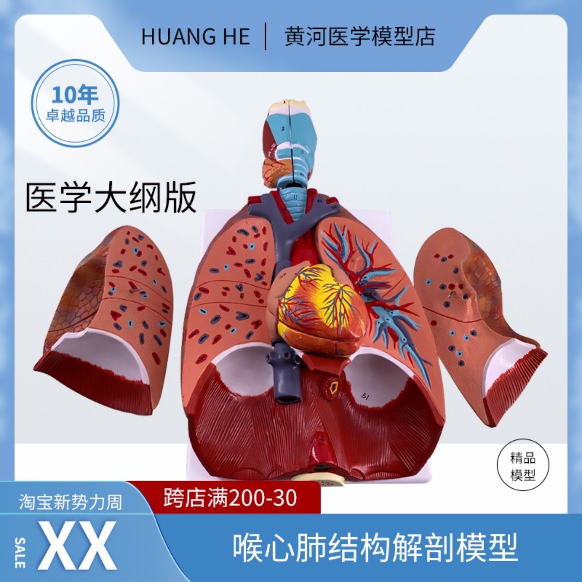 喉心肺结构内脏解剖模型人体拼装教学模型呼吸系统肺部心脏咽喉