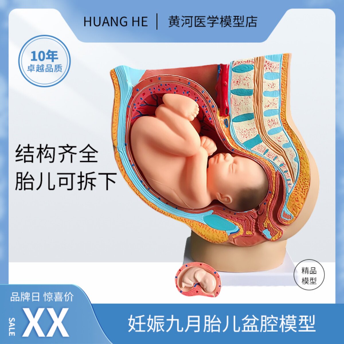 妇科女性盆腔附足月胎儿模型 妊娠发育九个月胎儿子宫生殖模型