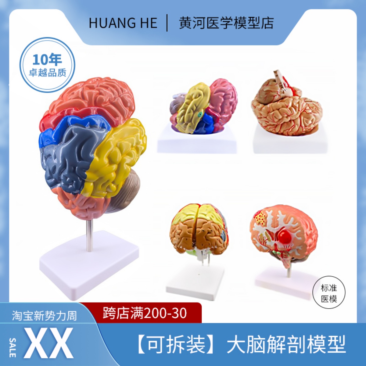 人体器官解剖模型大脑结构层次模块医院学校教学演示摆件可拆分