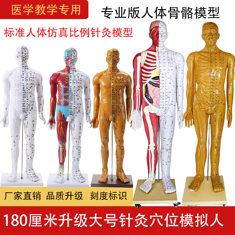 人体模型 61mf5J9olgL.jpg_BO30,255,255,