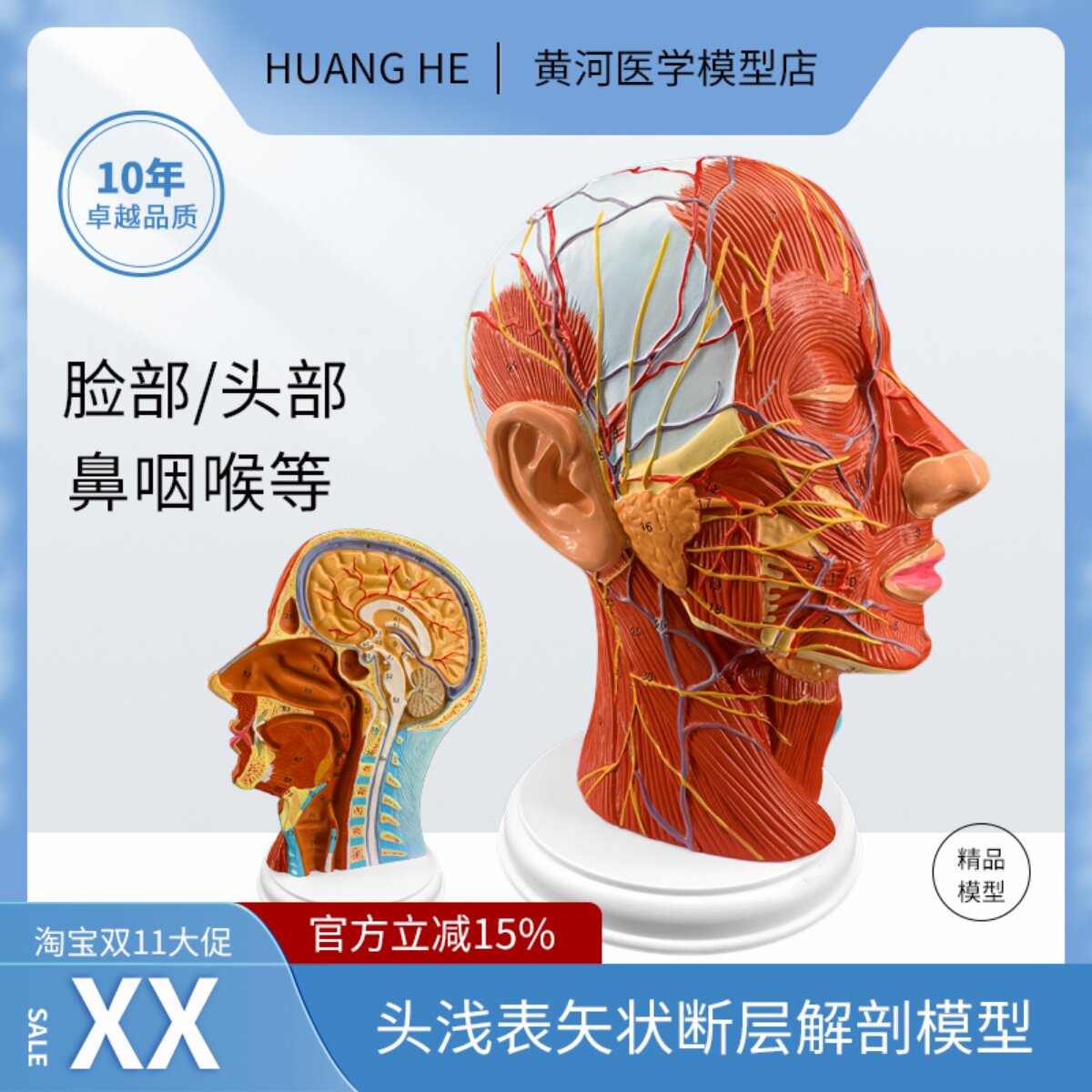 头部矢状断层解剖 头颈部解剖 耳鼻喉科模型 大脑模型头浅表模型