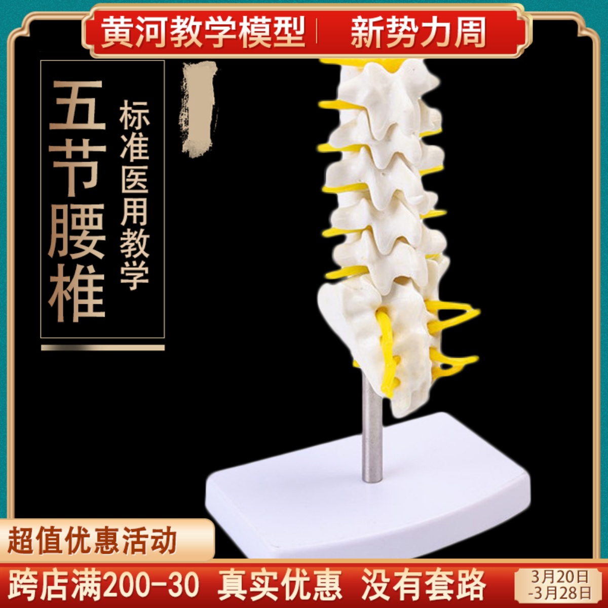 自然大人体五节腰椎模型 腰椎间盘 骨骼骨盆模型教学32CM高 包邮