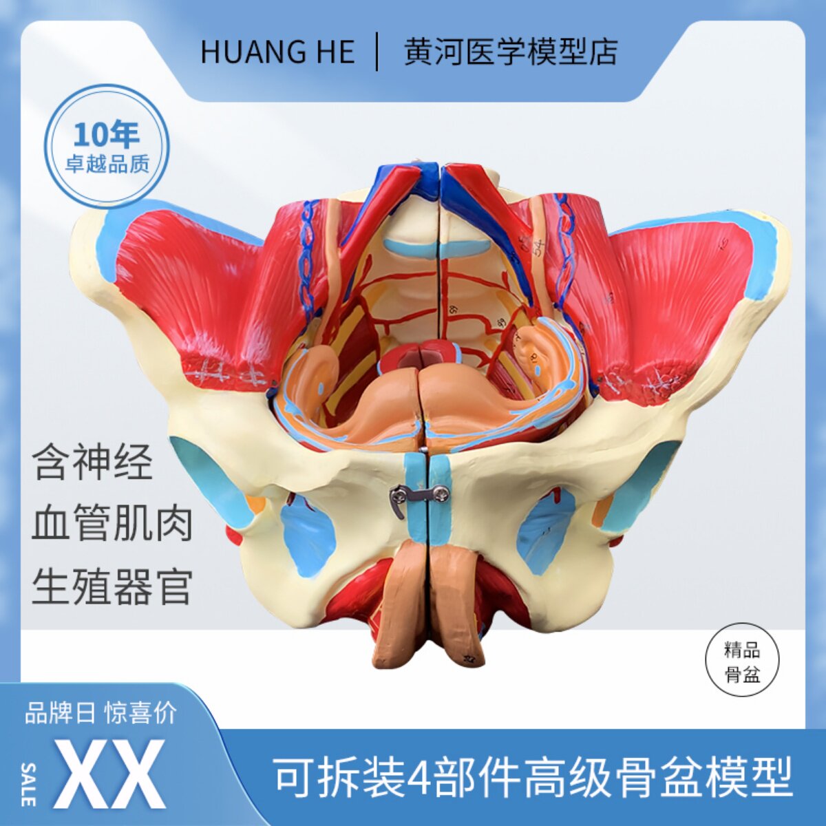 自然大1:1 高级女性盆骨附生殖器官与血管神经肌肉模型4配件