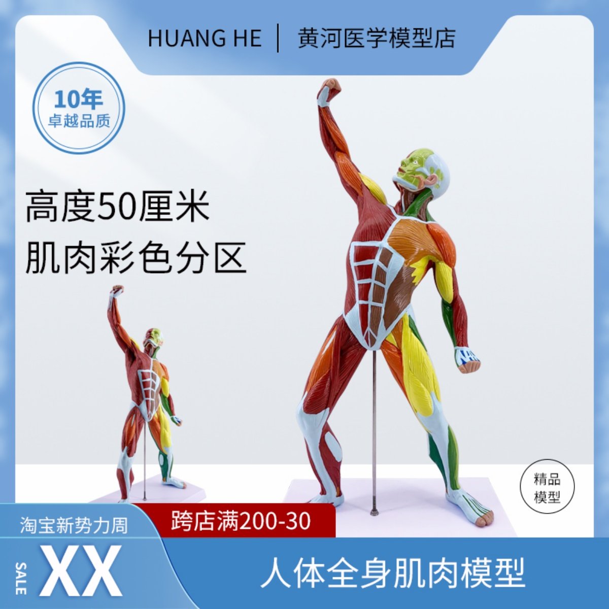 美术艺用肌肉人模型医院用教学人体模型肌肉解剖健身系统素描教学