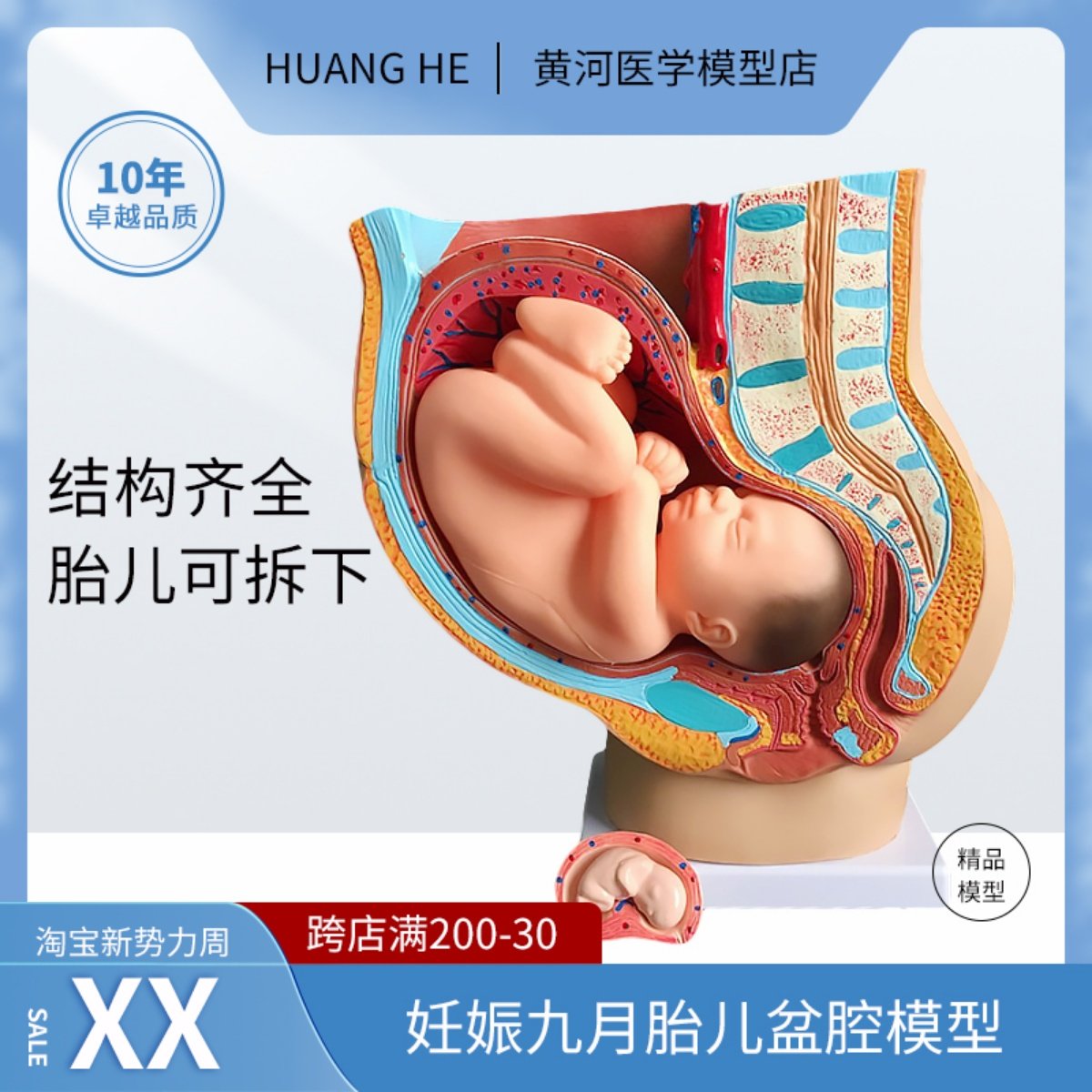 妇科女性盆腔附足月胎儿模型 妊娠发育九个月胎儿子宫生殖模型
