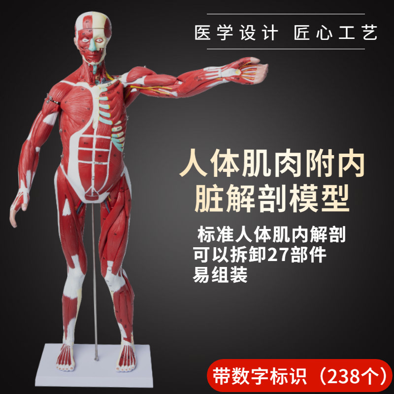 人体全身肌肉解剖模型可拆卸27件 人体肌肉内脏解剖构造演示教具