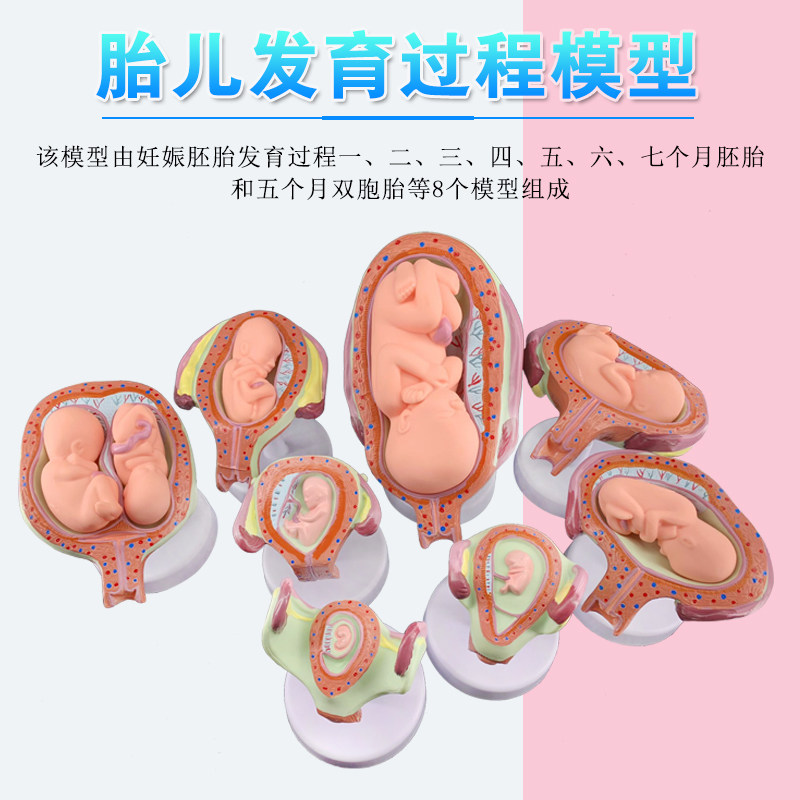 妊娠发育过程模型 胚胎计划生育模型 计生展示模型 胎儿模型 子宫