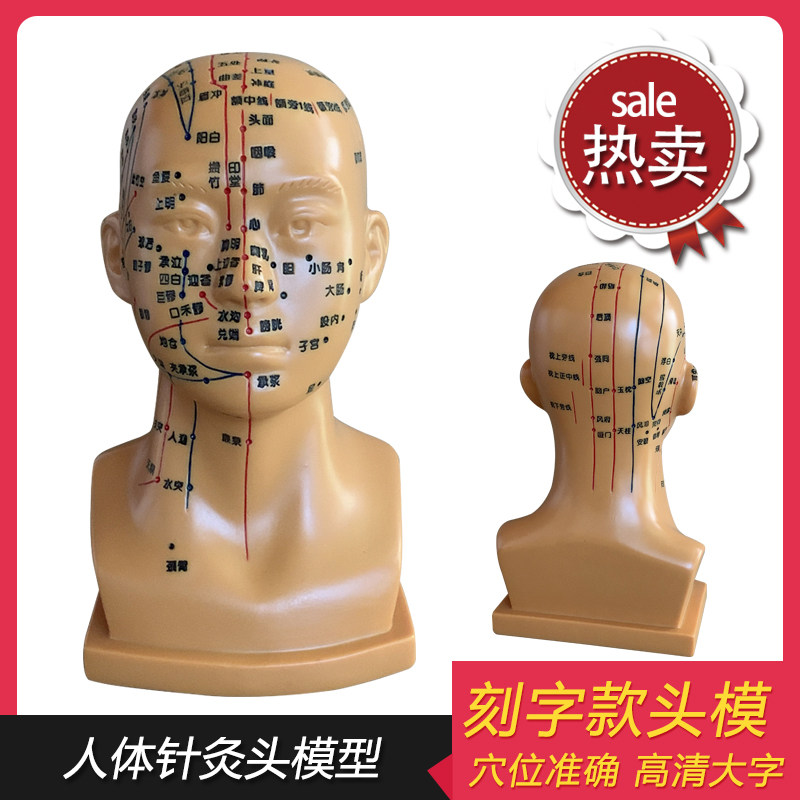 人体头部穴位模型针灸假人头模中医用教学经络图腧穴按摩美容教具