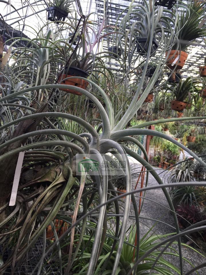 チランジア Peltry Jellyfish