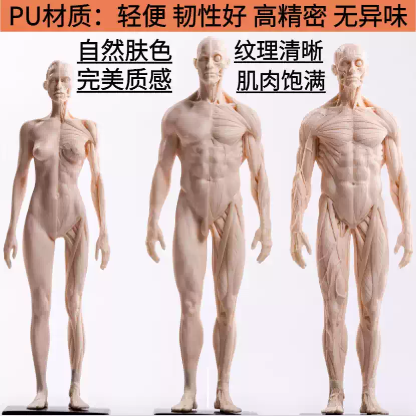 人体模型 筋肉模型 高品質解剖模型 30cm 医学模型 人体解剖 医学教育 整形外科 男性 / 女性 男性 ggw725x Abz Company 人体 筋肉 模型 30cm 人体模型 医学 解剖 教育 整形 外科