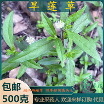Freshly picked Eclipta grass Chaoshan green grass white-flowered grass pearl grass maggot grass grass grass black grass