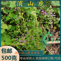Freshly picked night-scented cattle Chaoshan green grass Xiaoshanhu Soushanhu a sprig of fragrant typhoid grass night morning glory color grass