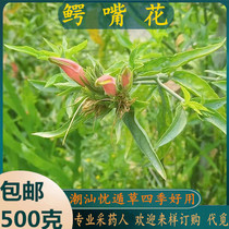 Freshly picked Chaoshan green herbal medicine Liwangcao Youduncao Youduncao Youduncao Youduncao tea Alligators mouth flower