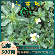 Freshly picked Chaoshan green grass crossing the river dragon crossing the ditch dragon crossing the river vine water biting sowing fish bladder grass dragging water centipede crossing the pond snake