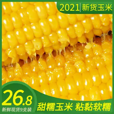 Yellow corn Shanxi 9 sweet waxy corn fresh freshly picked Xinzhou vacuum corn ready-to-eat low-fat northeast sticky corn