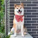 Шарф с бантиком, слюнявчик, аксессуар