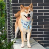 芮柴 Шаровая ошейник для любимой собаки и стиль трава трава лук -треугольник шарф Шарф Тедди Шиба Ину воротнич