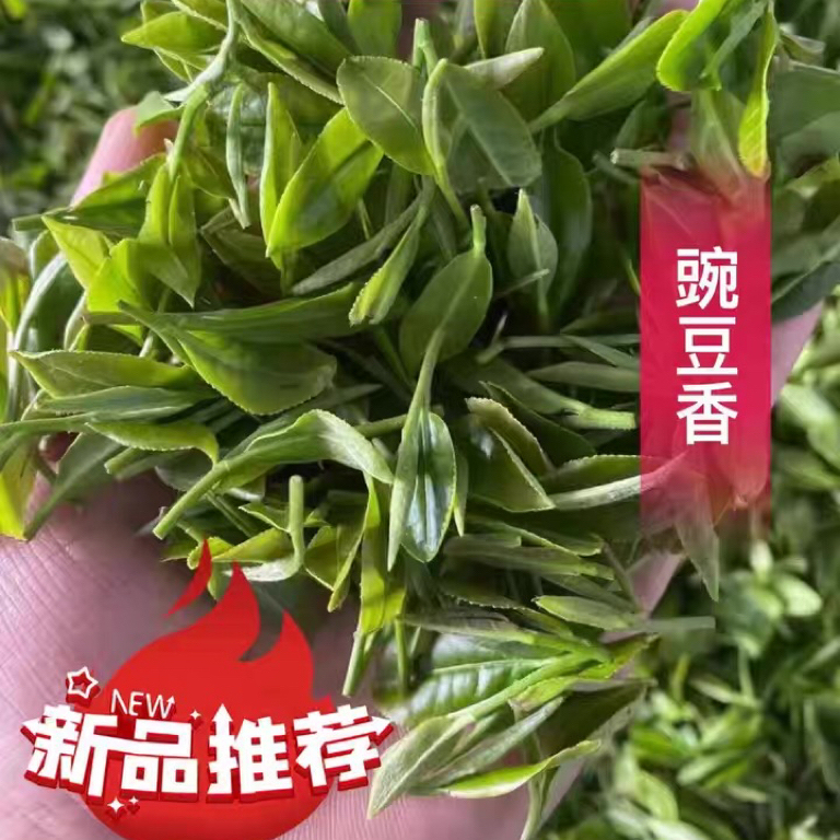 2026 New Tea Qingdao Haiqing Green Tea Spring Tea 178 Specialty Jiaonan Pea Fragrance Green Tea Comparable to Laoshan Tea Rizhao Tea 2026 New Tea Qingdao Haiqing Green Tea Spring Tea 178 Specialty Jiaonan Pea Fragrance Green Tea Comparable to Laoshan Tea Rizhao Tea