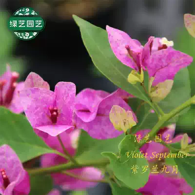 Green gardening, diligent flower triangle plum Violet September violets September Violet September skewer garden balcony flower heat-resistant
