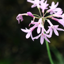 Green gardening silver edge purple delicate flower garden courtyard balcony potted perennial perennial flower good heat-resistant