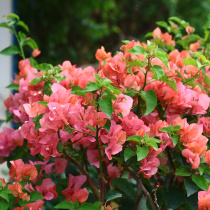 Green Gardening Triangle Meizakiriana Zakiriana diligent flowers heat-resistant and light-resistant flowers potted