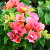 Green Art Garden Yiqin flower spotted triangle plum orange wonderful heat-resistant potted flowers