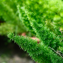 Green gardening foxtail Asparagus potted garden balcony flower mirror perennial evergreen plant good heat-resistant