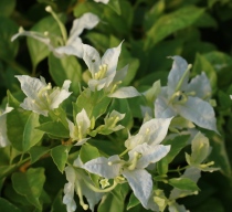 Green gardening White Butterfly cutting seedlings triangle plum balcony courtyard