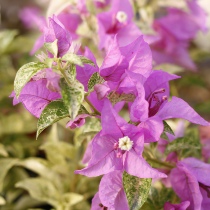 Green Art Gardening Triangle Plum Malaysia Inda is good for sun-resistant and a gallon basin