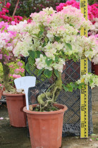 Triangle plum Plum root pile a piece of snow purple Big Crown seedlings